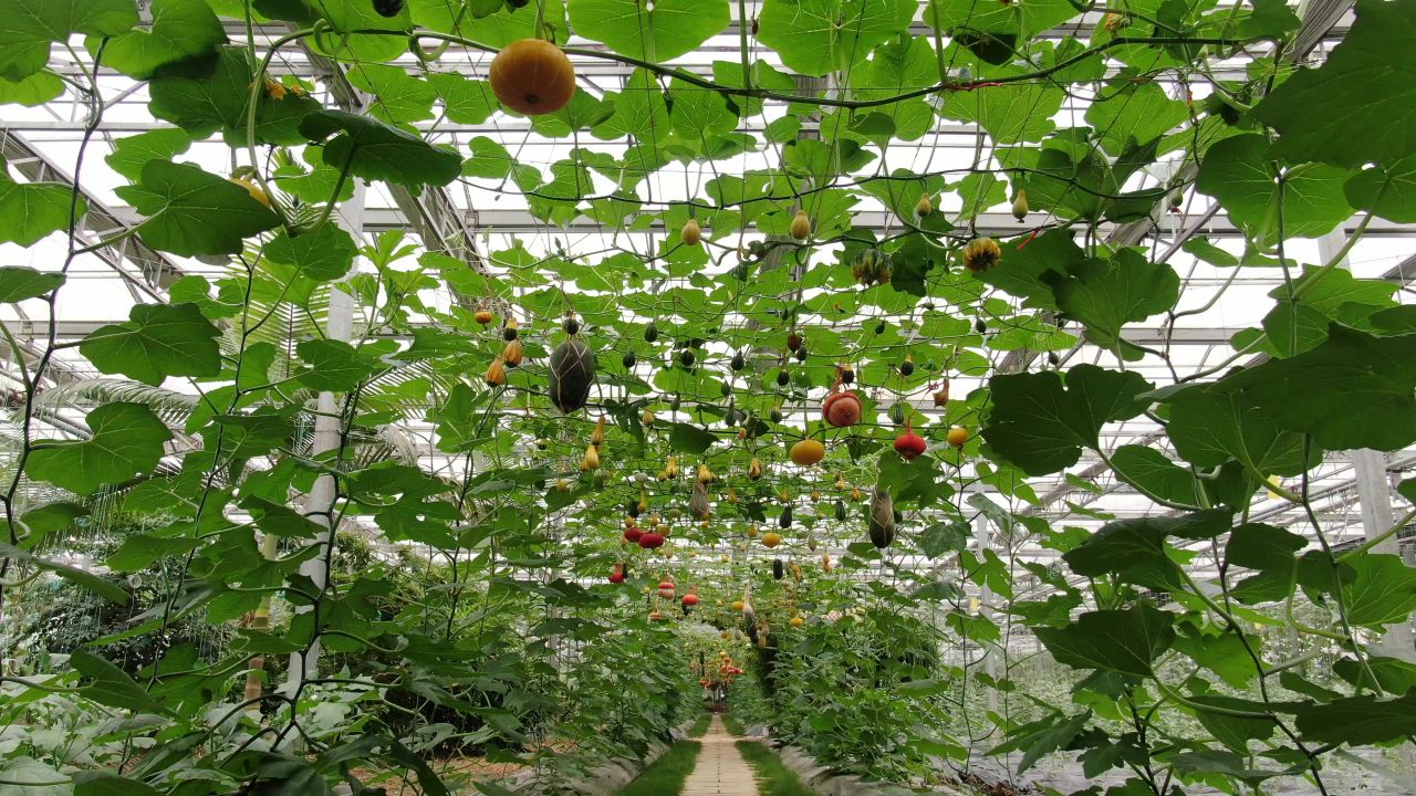 大棚有机蔬菜农业种植 