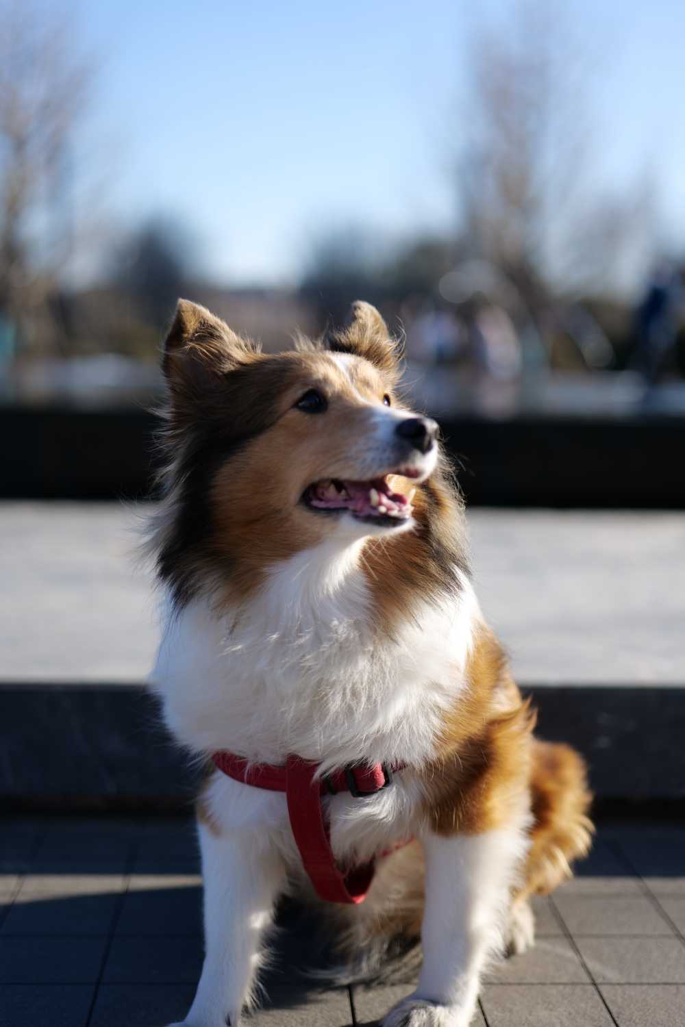 喜乐蒂牧羊犬