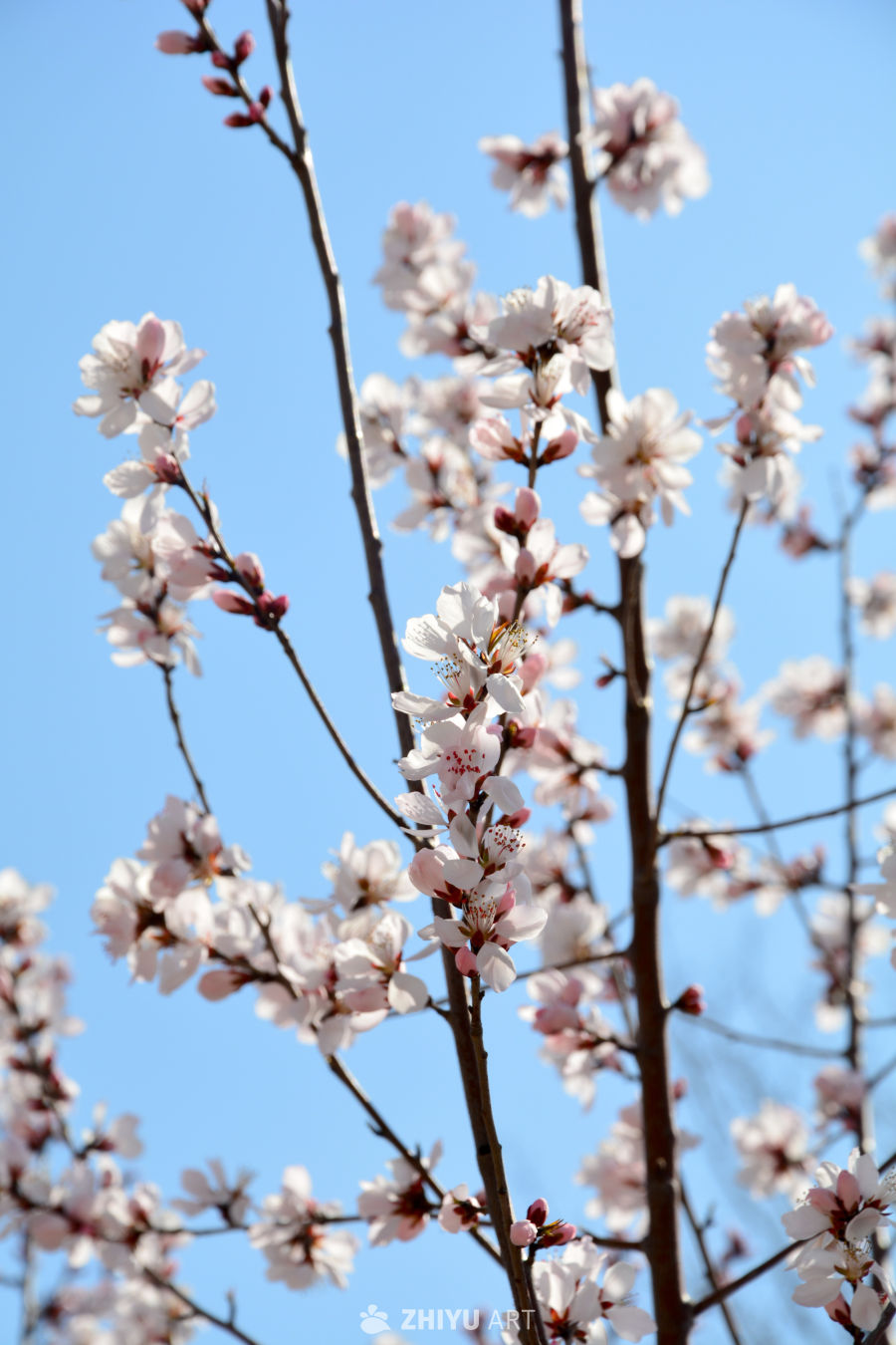 春花山桃