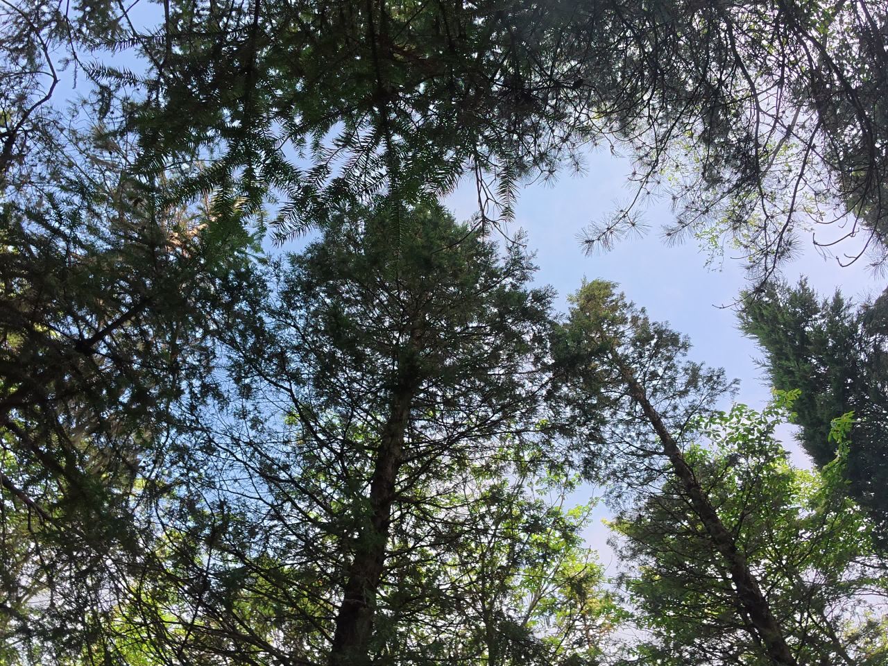 森林漫步