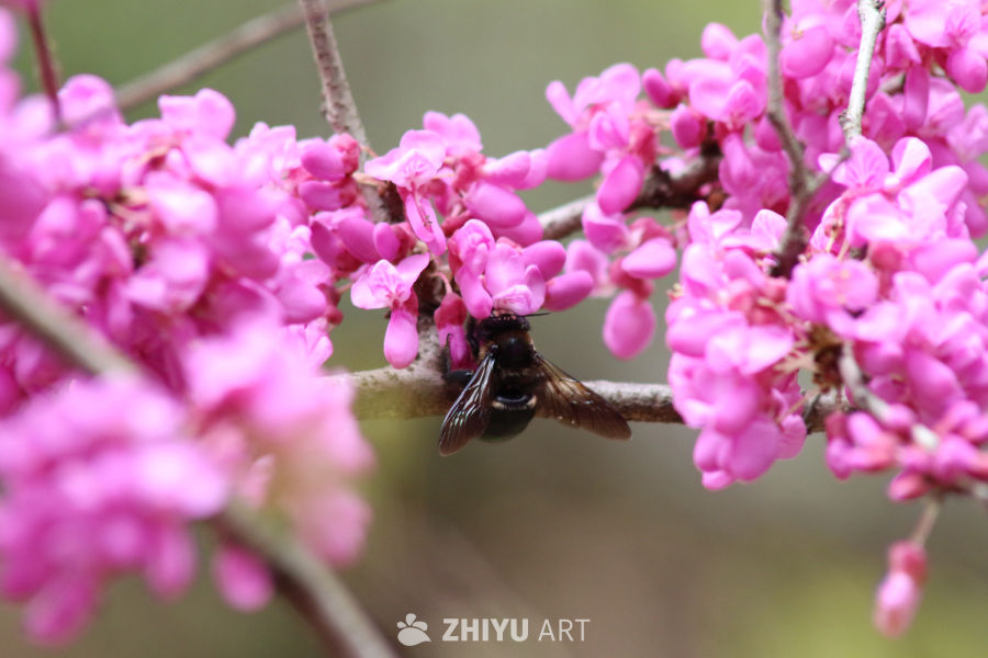 蜜蜂与粉花共舞