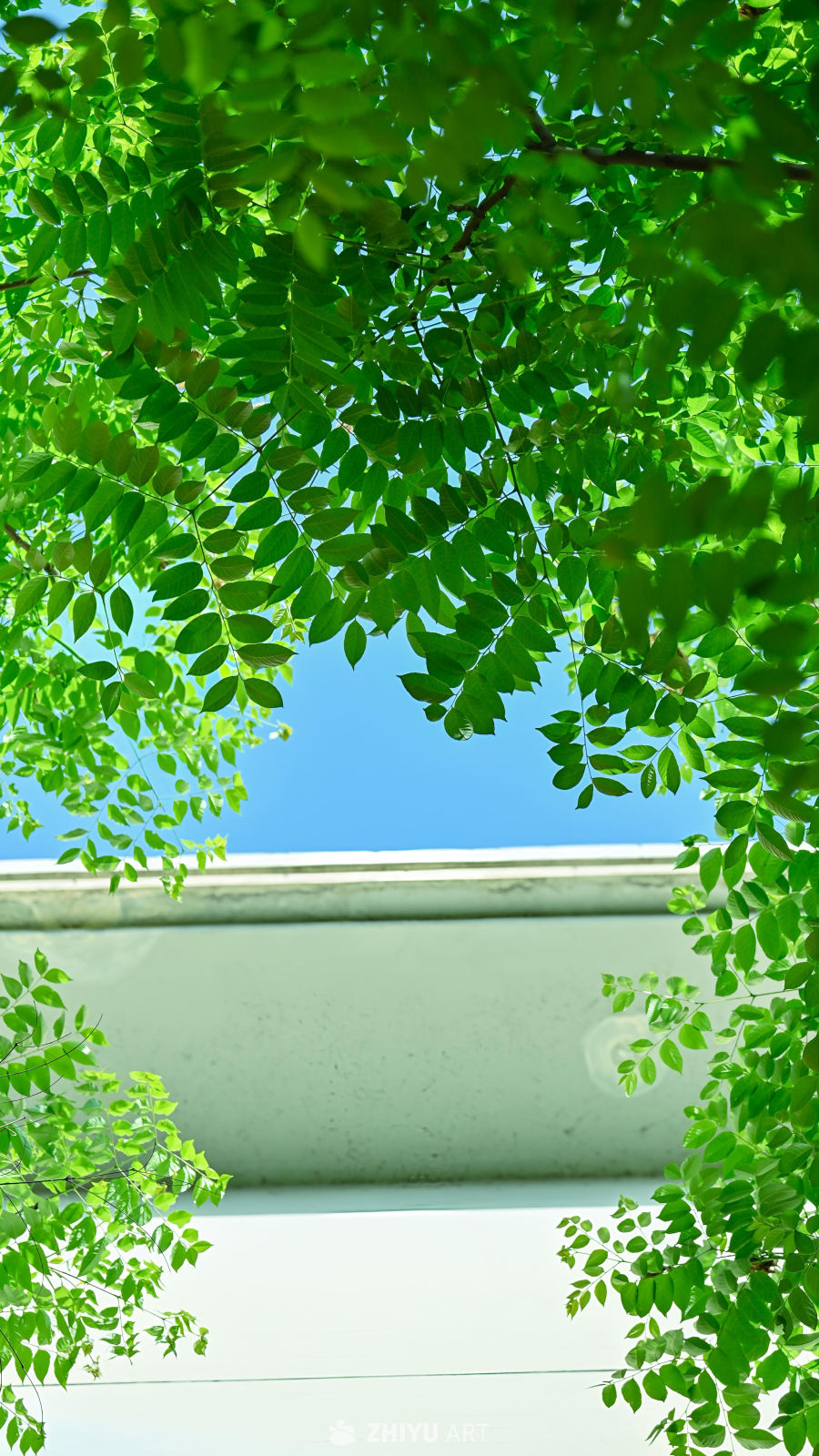 绿意盎然的天空