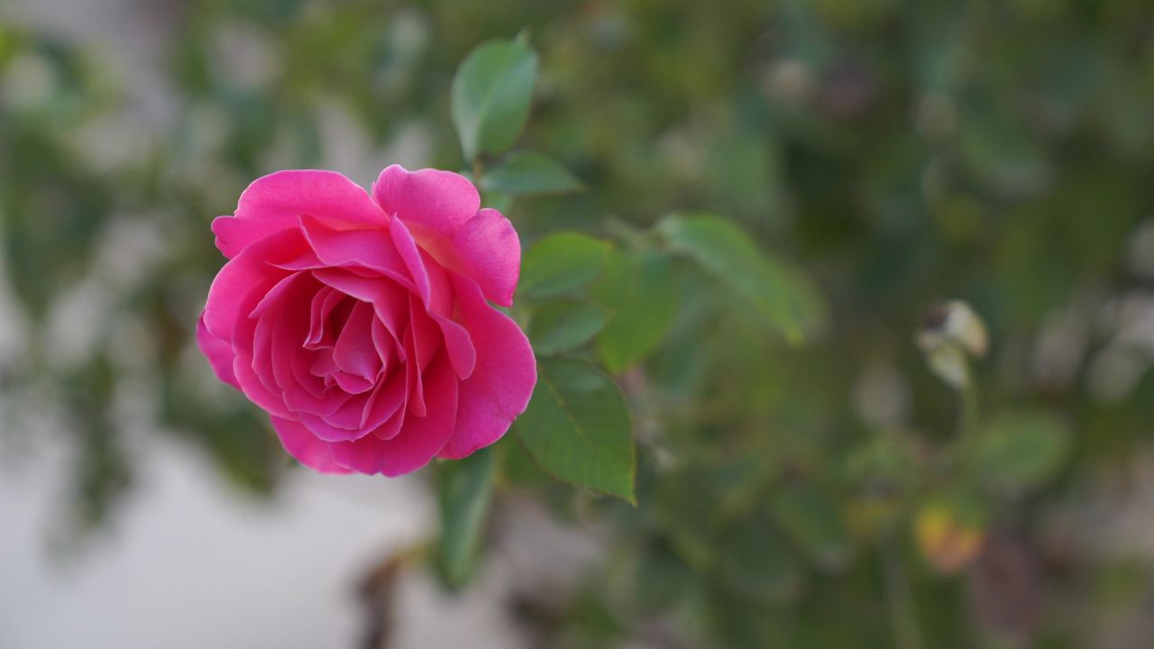 芫荽菠菜葱花辣椒 15