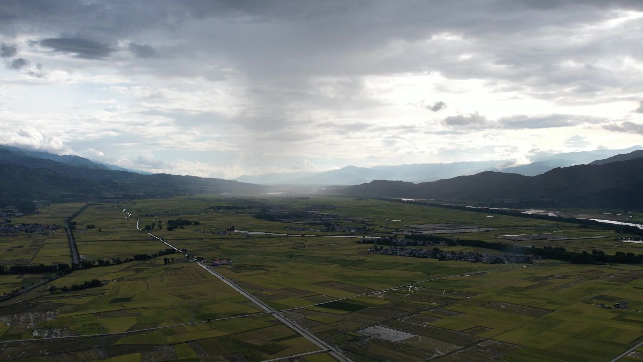 雨后金色的麦田 水稻田