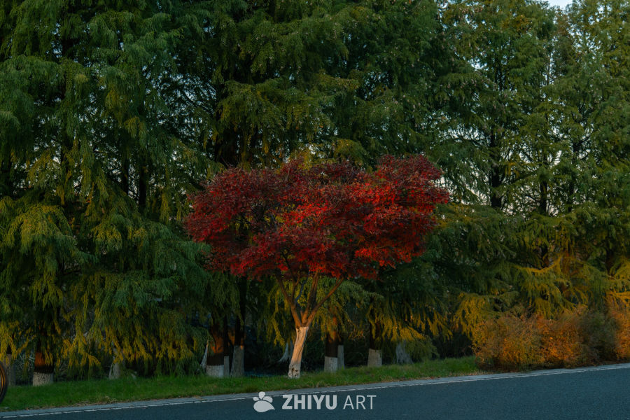 秋日红叶与绿树的静谧之美