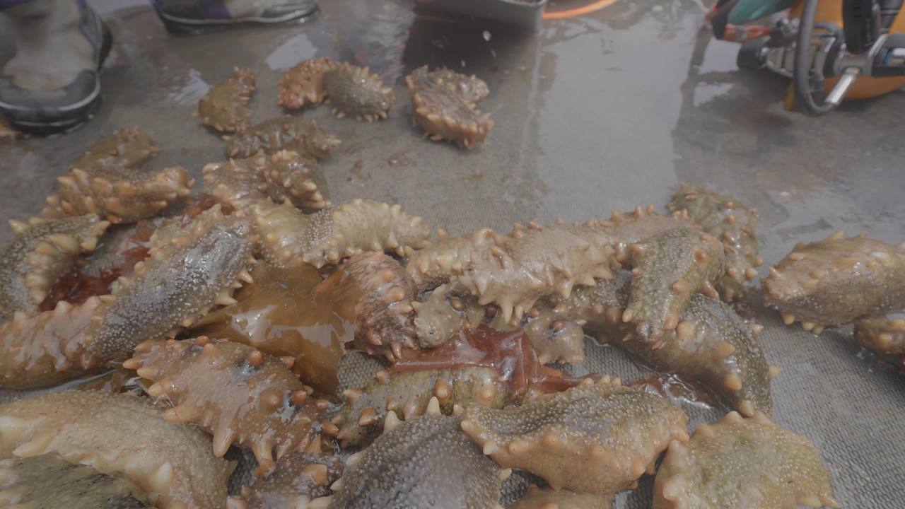 渔船捕捞海产现场