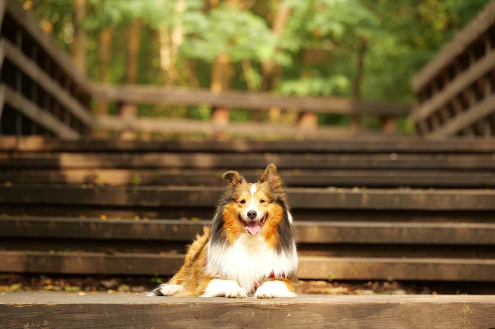喜乐蒂牧羊犬