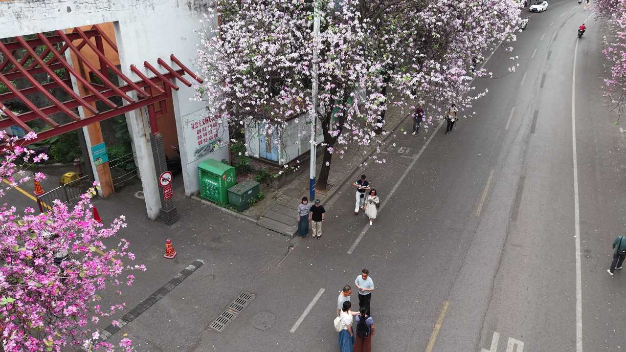 紫荆花