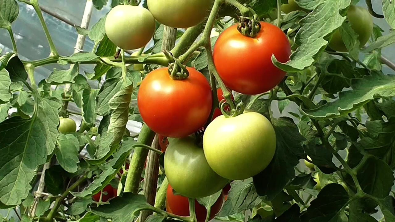 西红柿蔬菜饮食食品