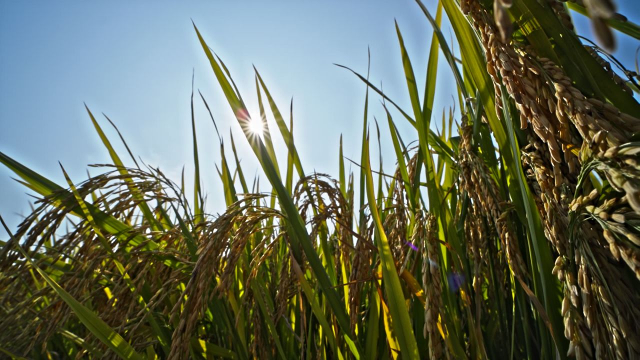 丰收的秋天稻子实拍空境