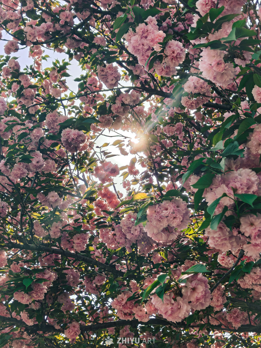 春日樱花盛开