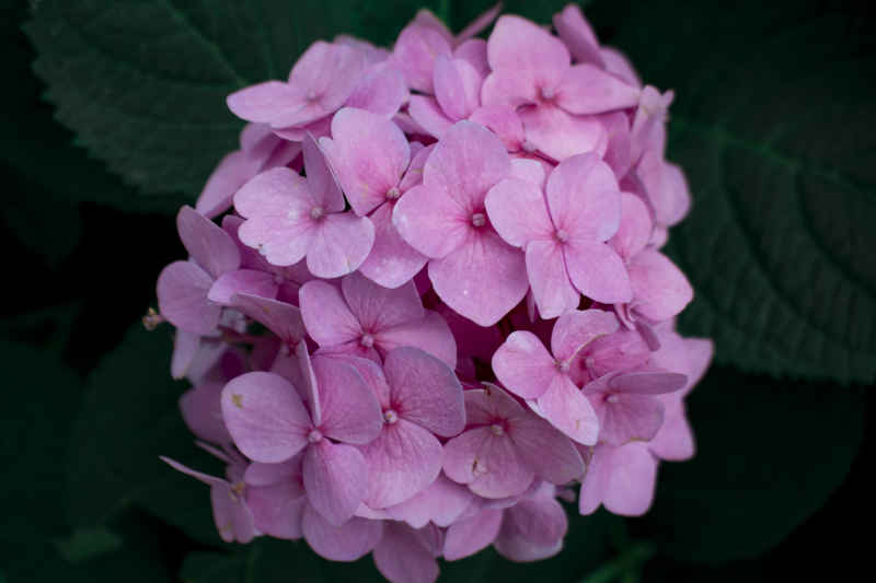 绣球花