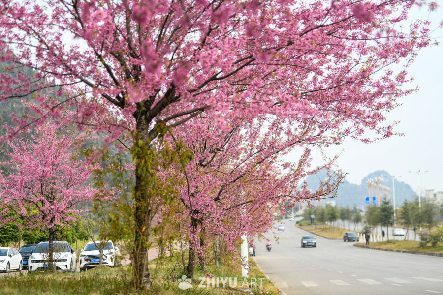 冬樱花盛开 冬季花海 2