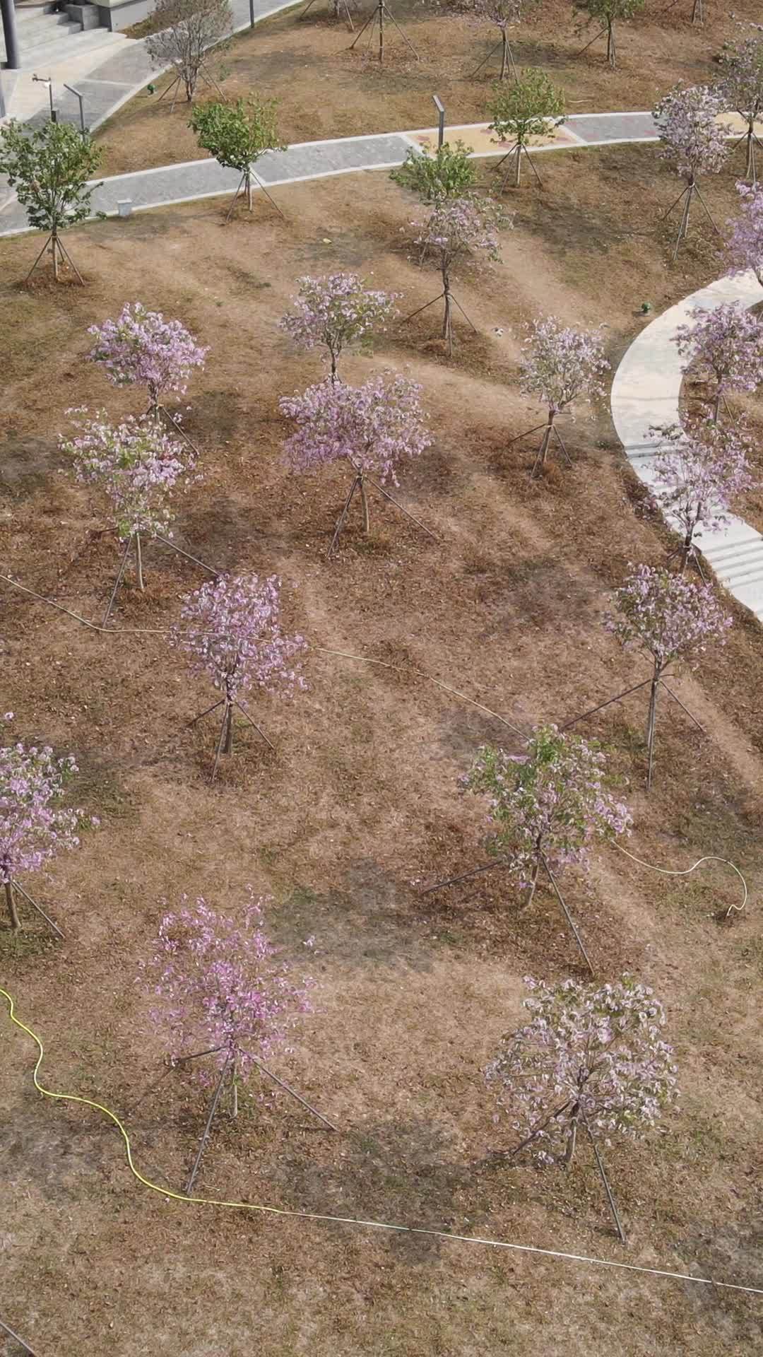 樱花盛开的公园