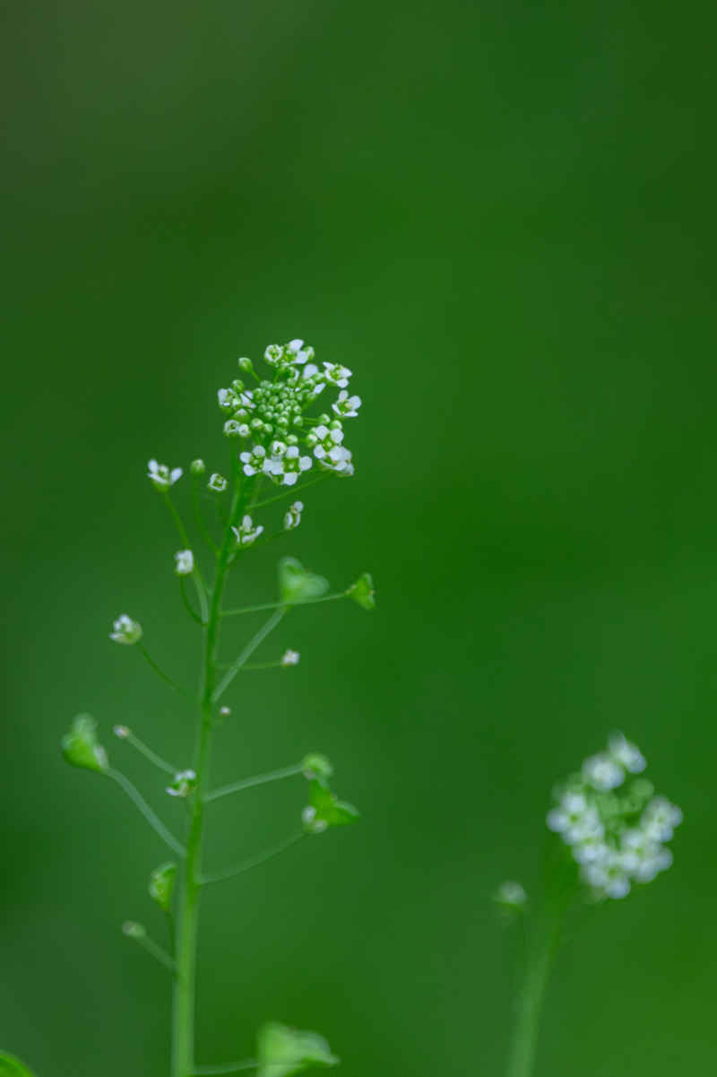 植物