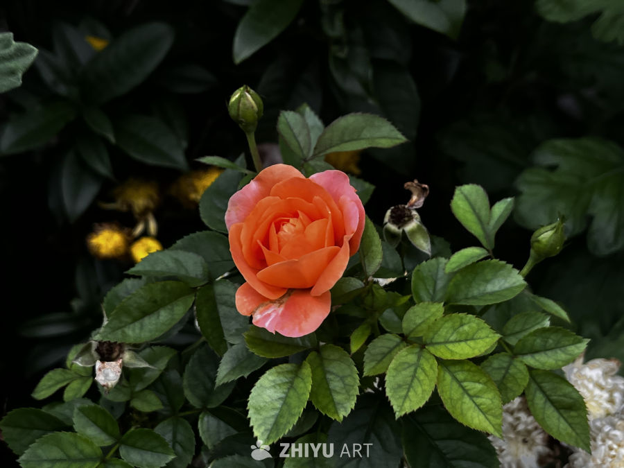橙色玫瑰与绿叶的和谐