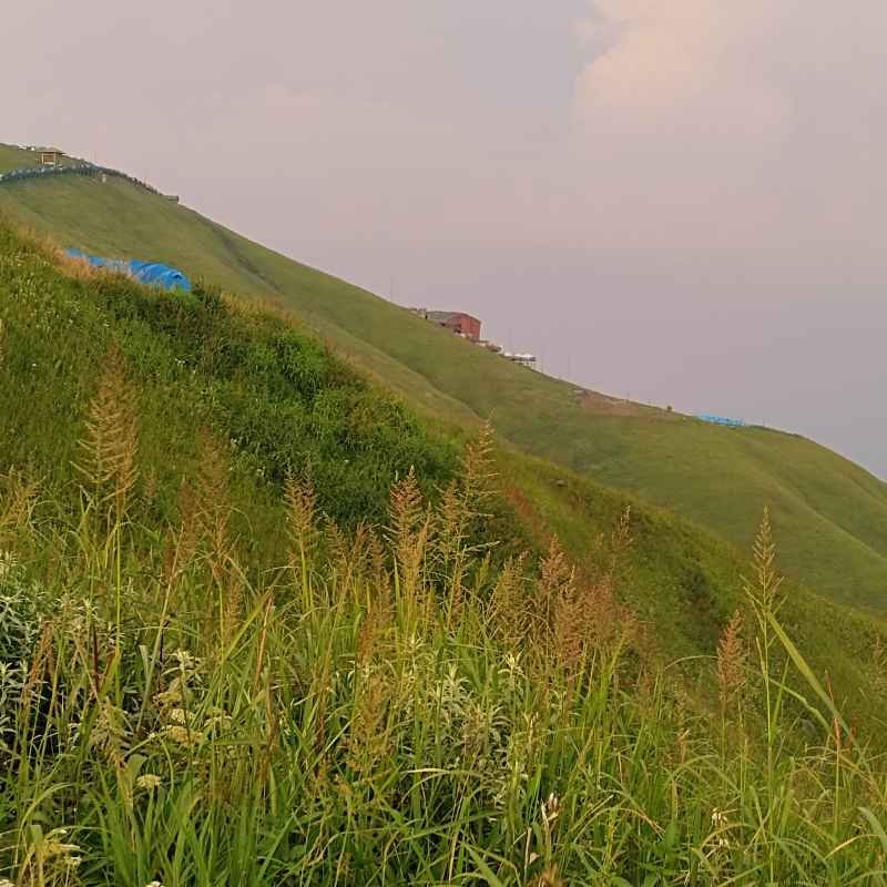 山顶草甸