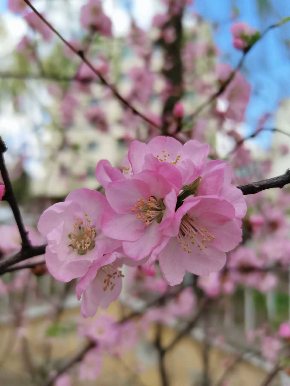 北方的桃花