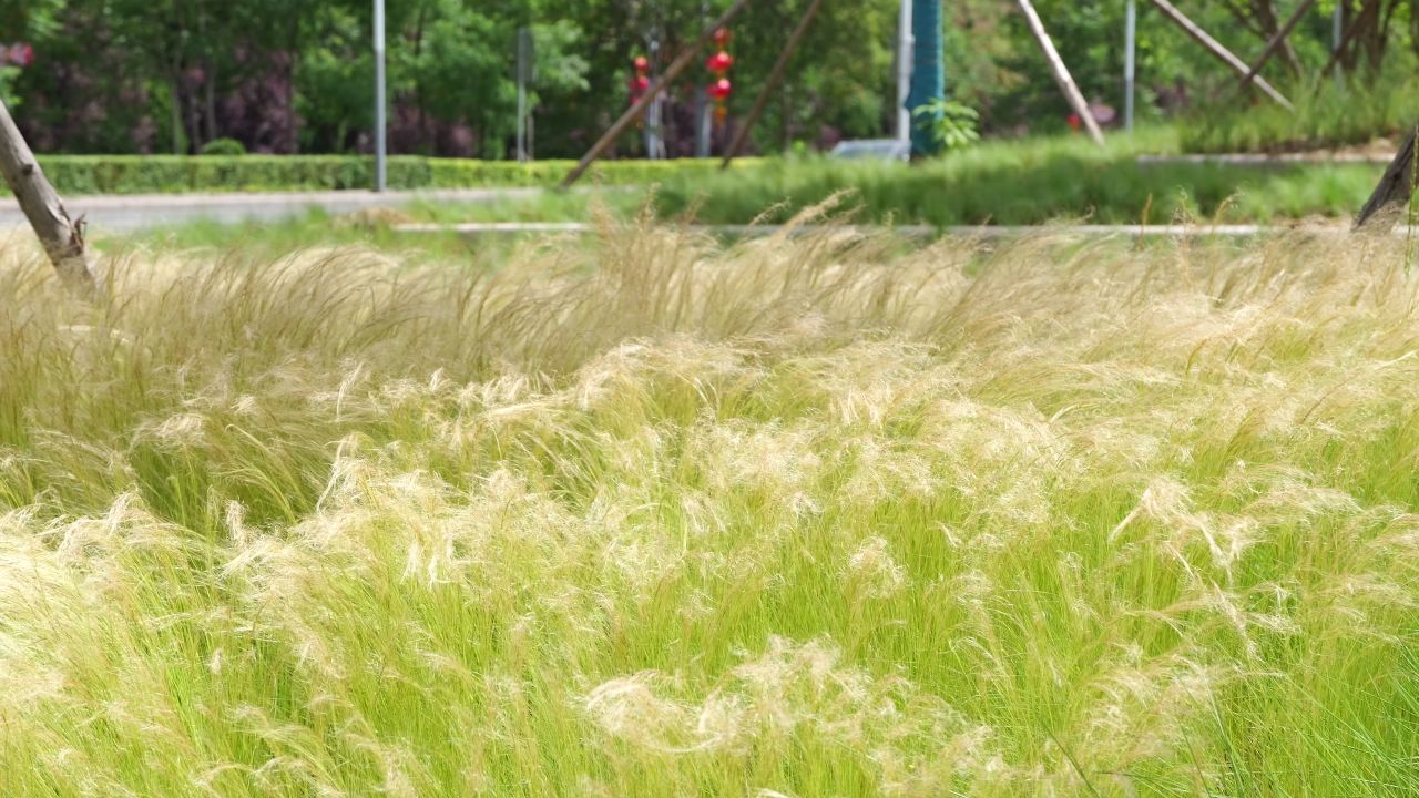 风吹过茅草的场景