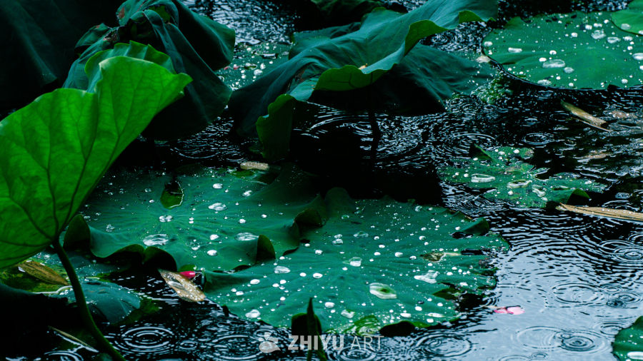 雨后荷塘静谧景