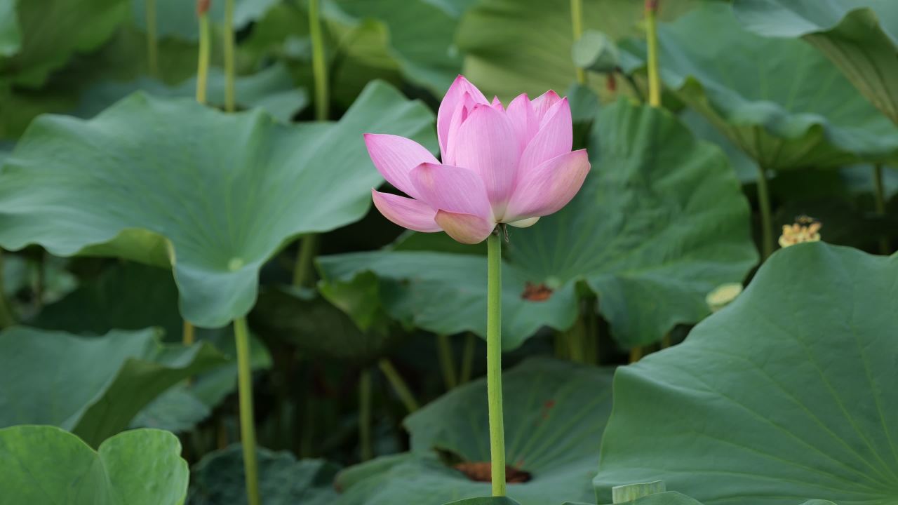 荷花 8