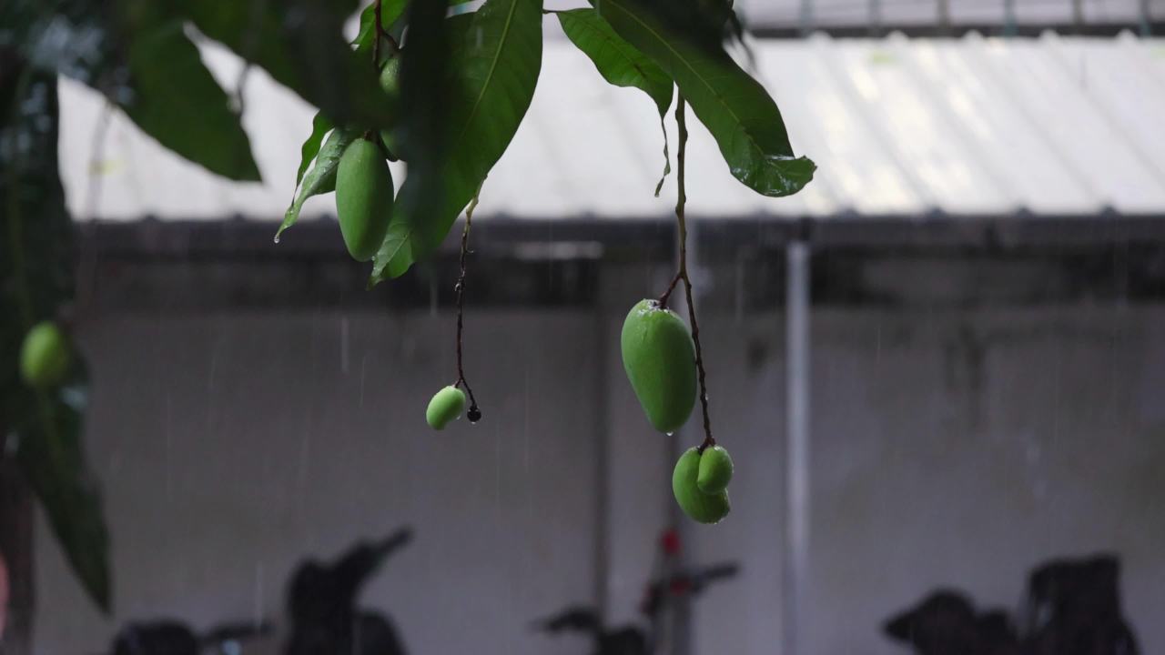 初夏的雨-青芒果