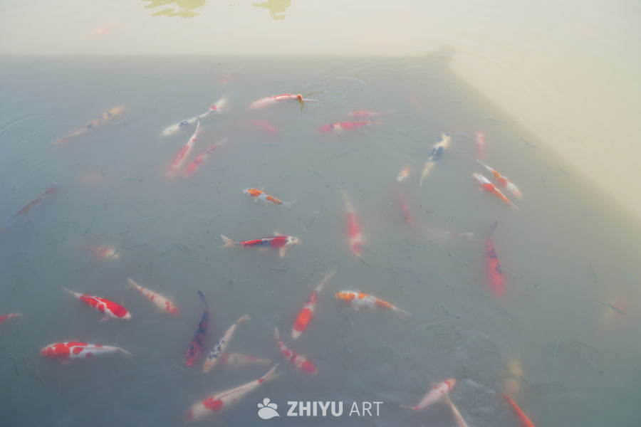公园人工湖里的锦鲤 5