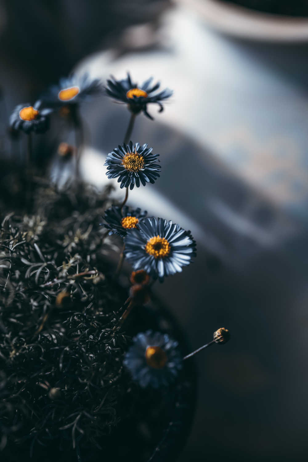 黑金小花