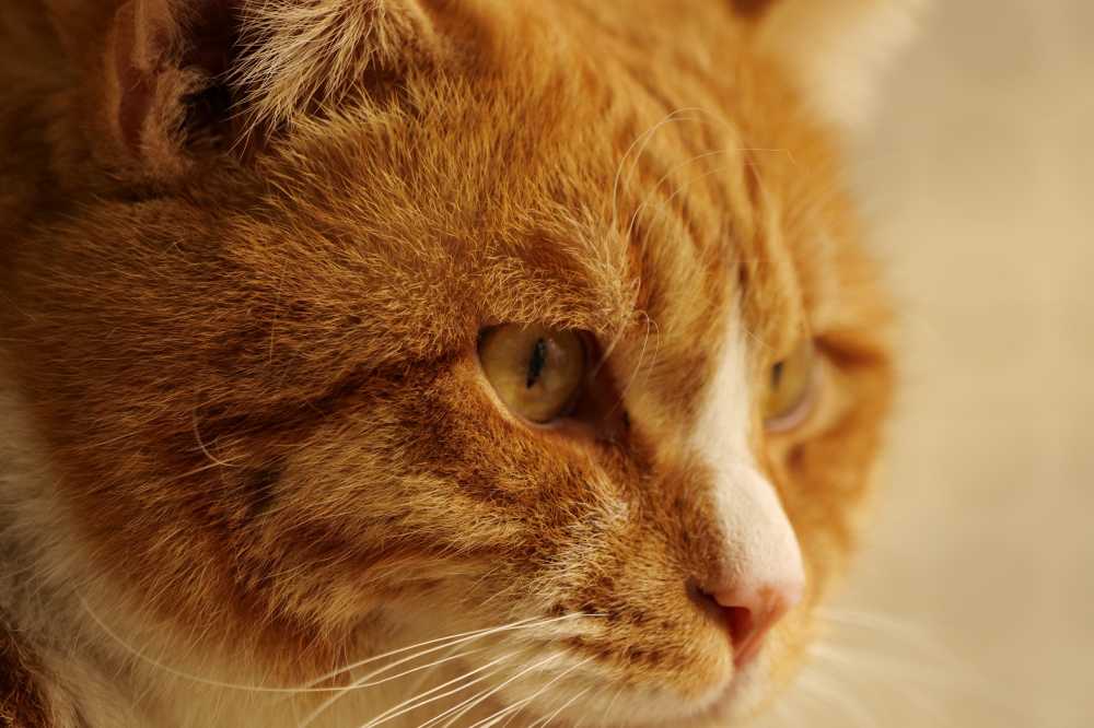 橘猫