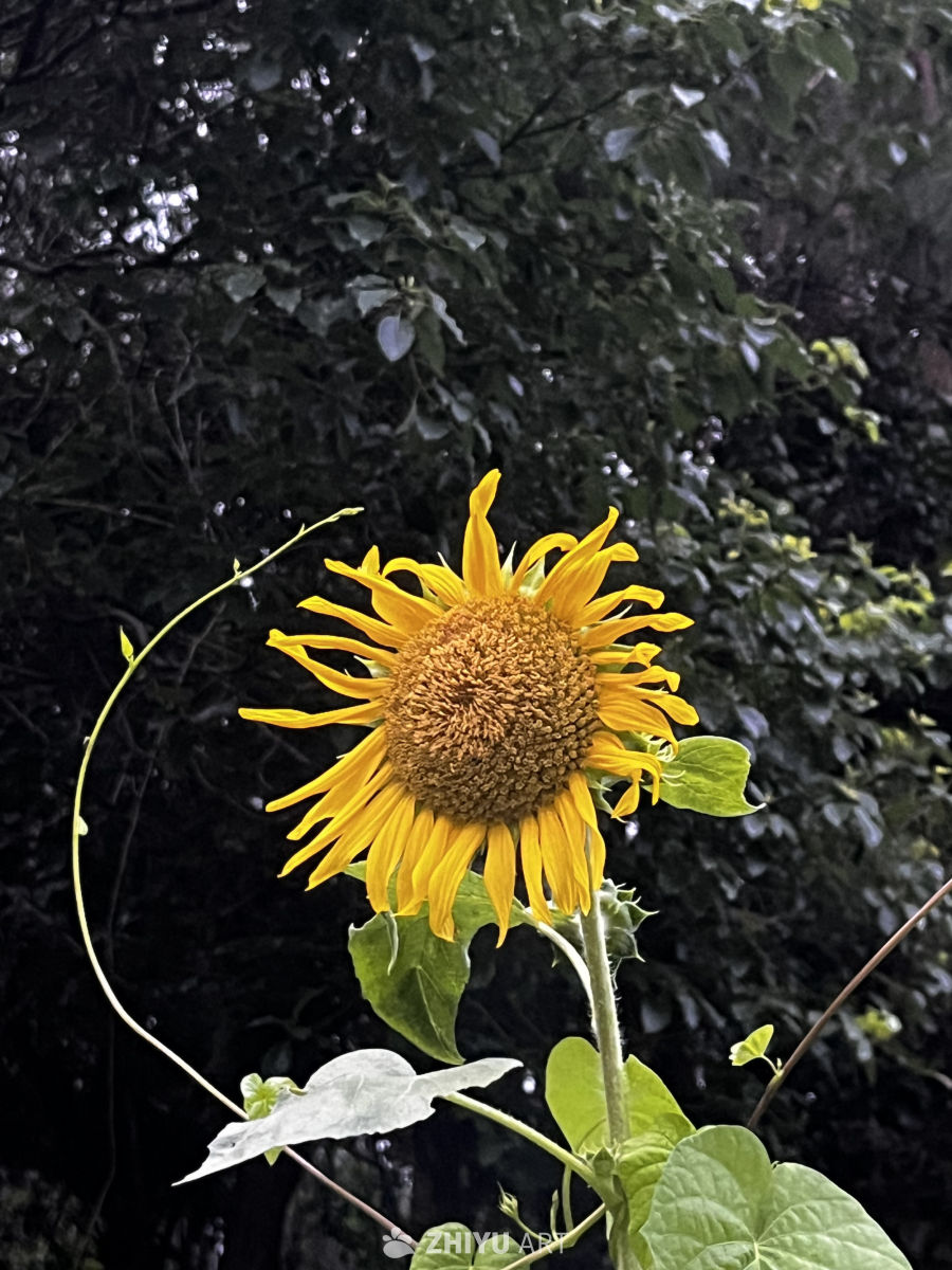雨后绽放的向日葵
