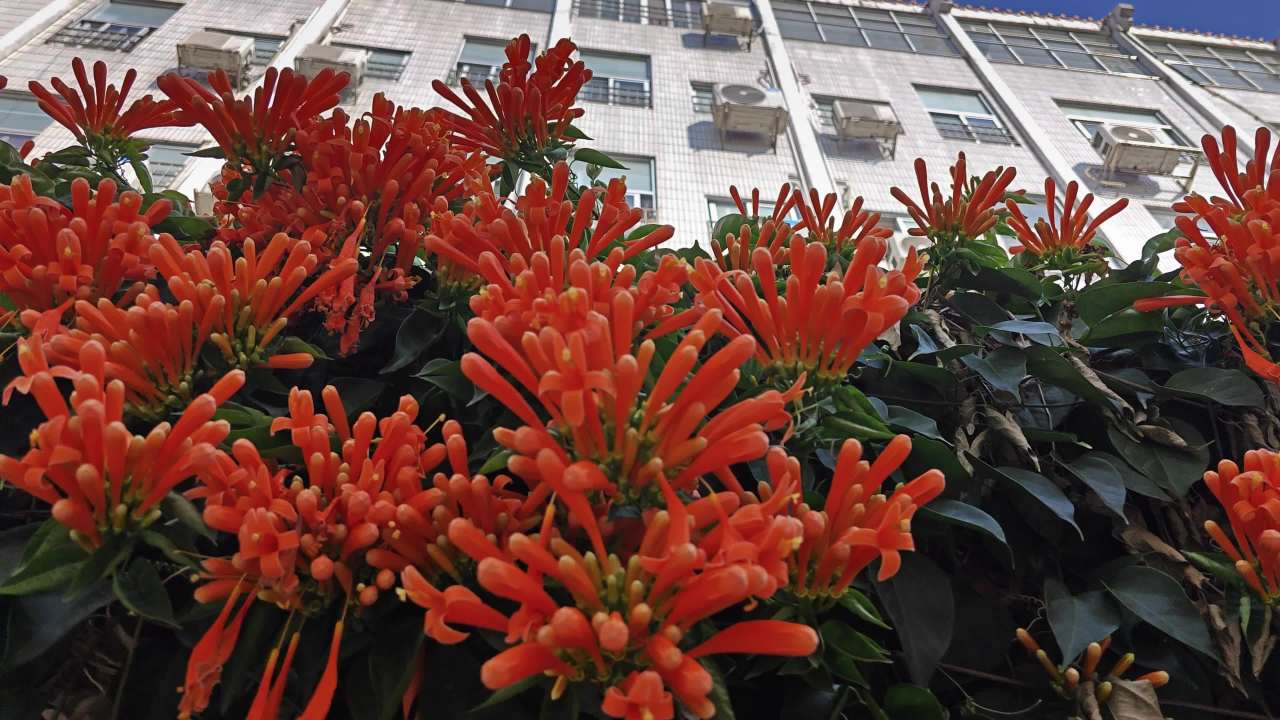 4K春天炮仗花盛开 5