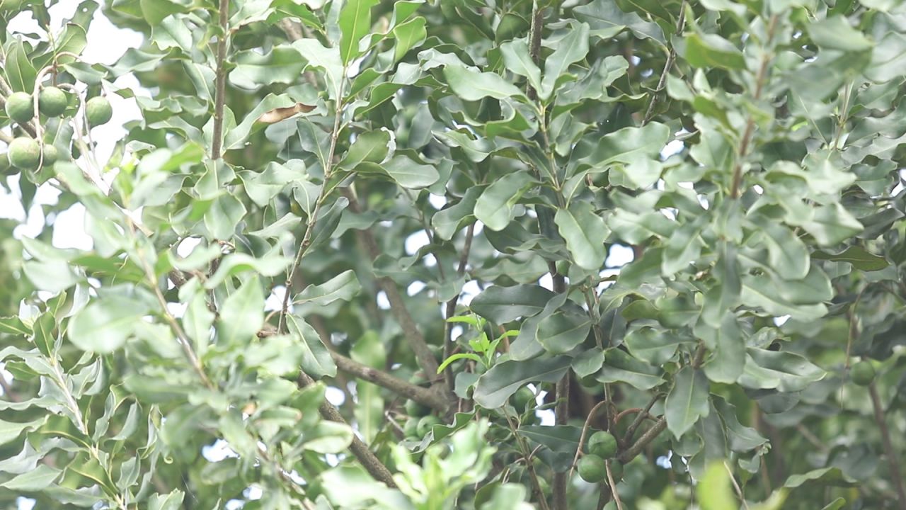 坚果基地 26
