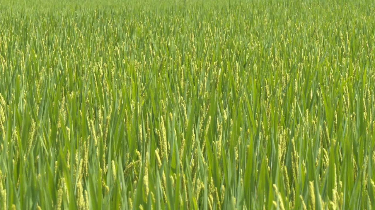 水稻粮食庄稼五常大米 32