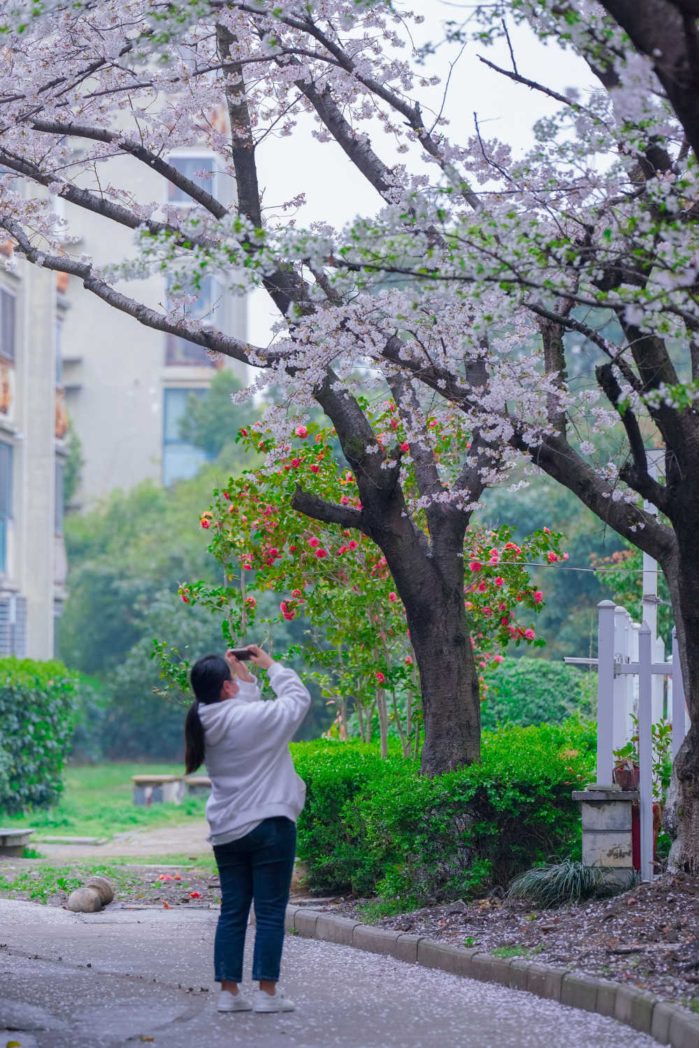 樱花季