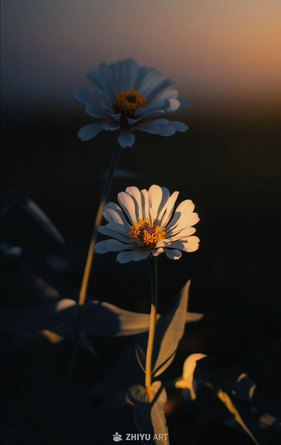 晨辉与花