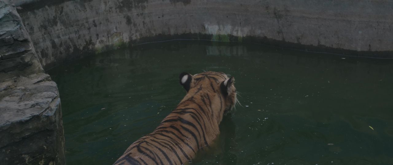 老虎游泳