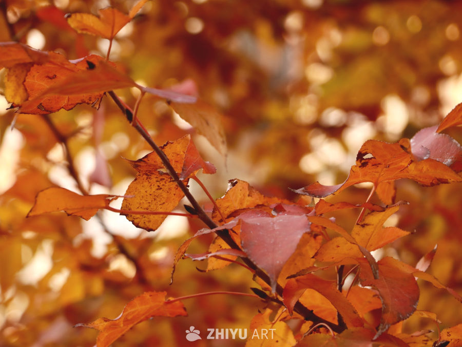 橙叶枝头迎冬日，清醒冬日背景素材