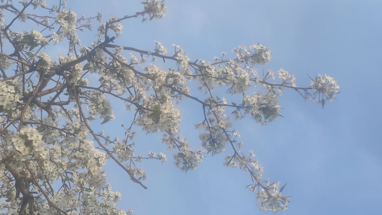 春天来了 43