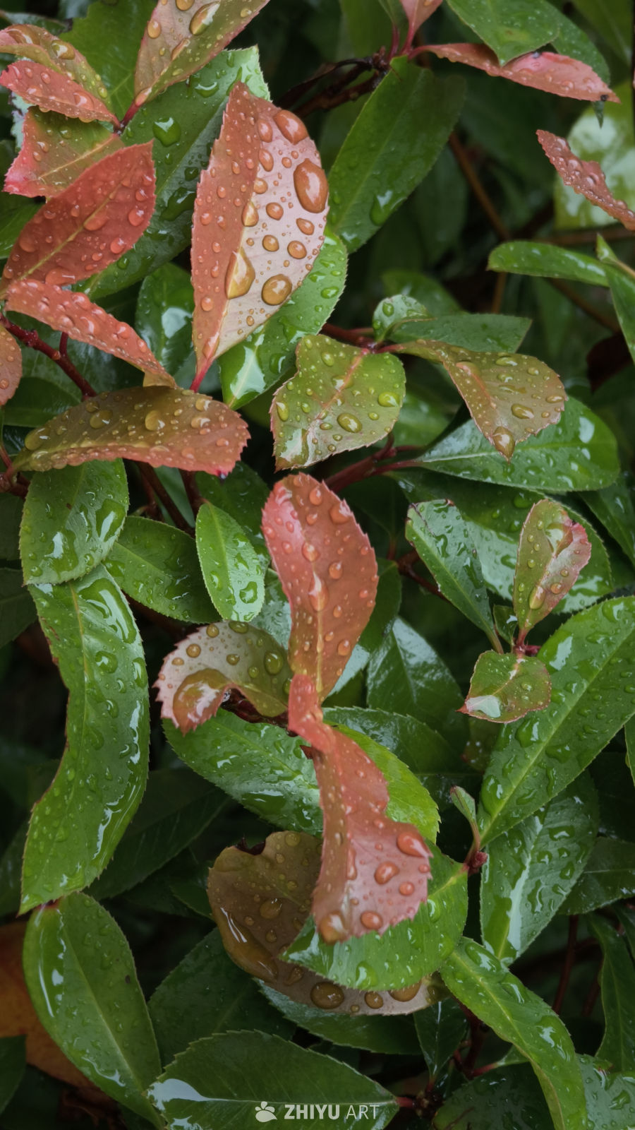 雨后绿叶