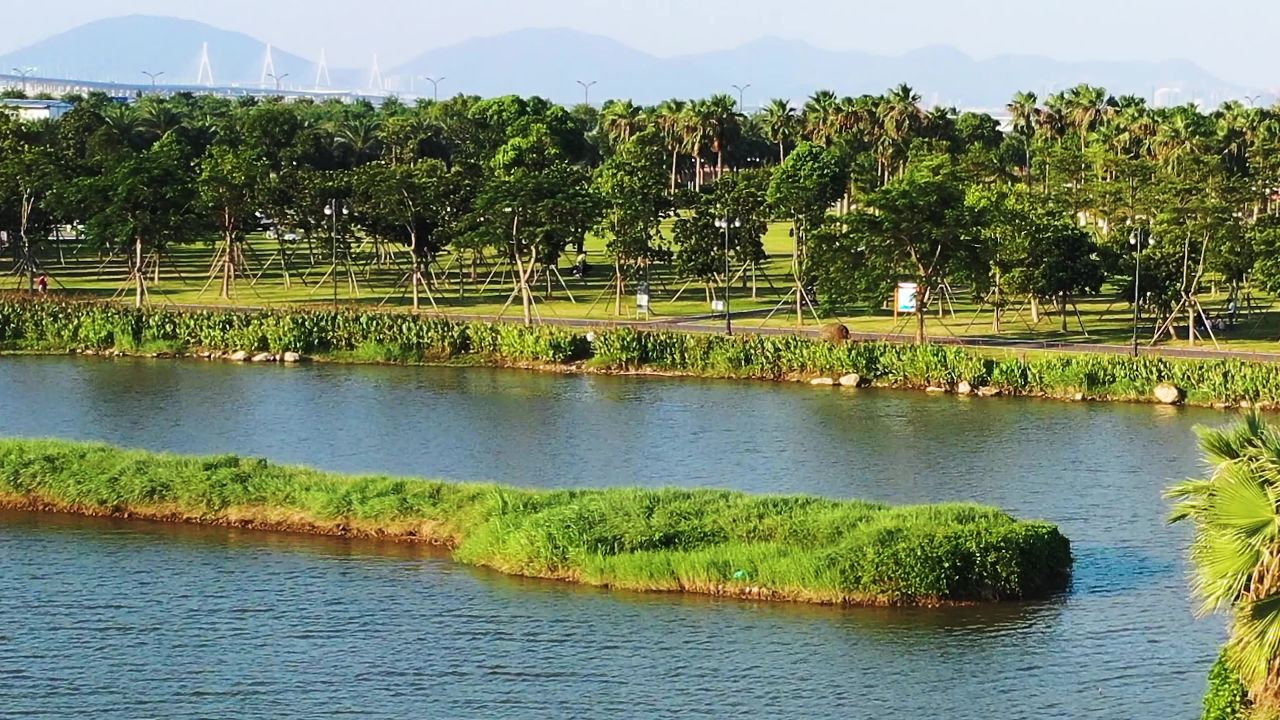 湖水中的棕榈树