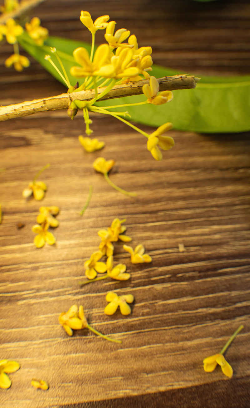 四川绵阳桂花、金桂特写 23