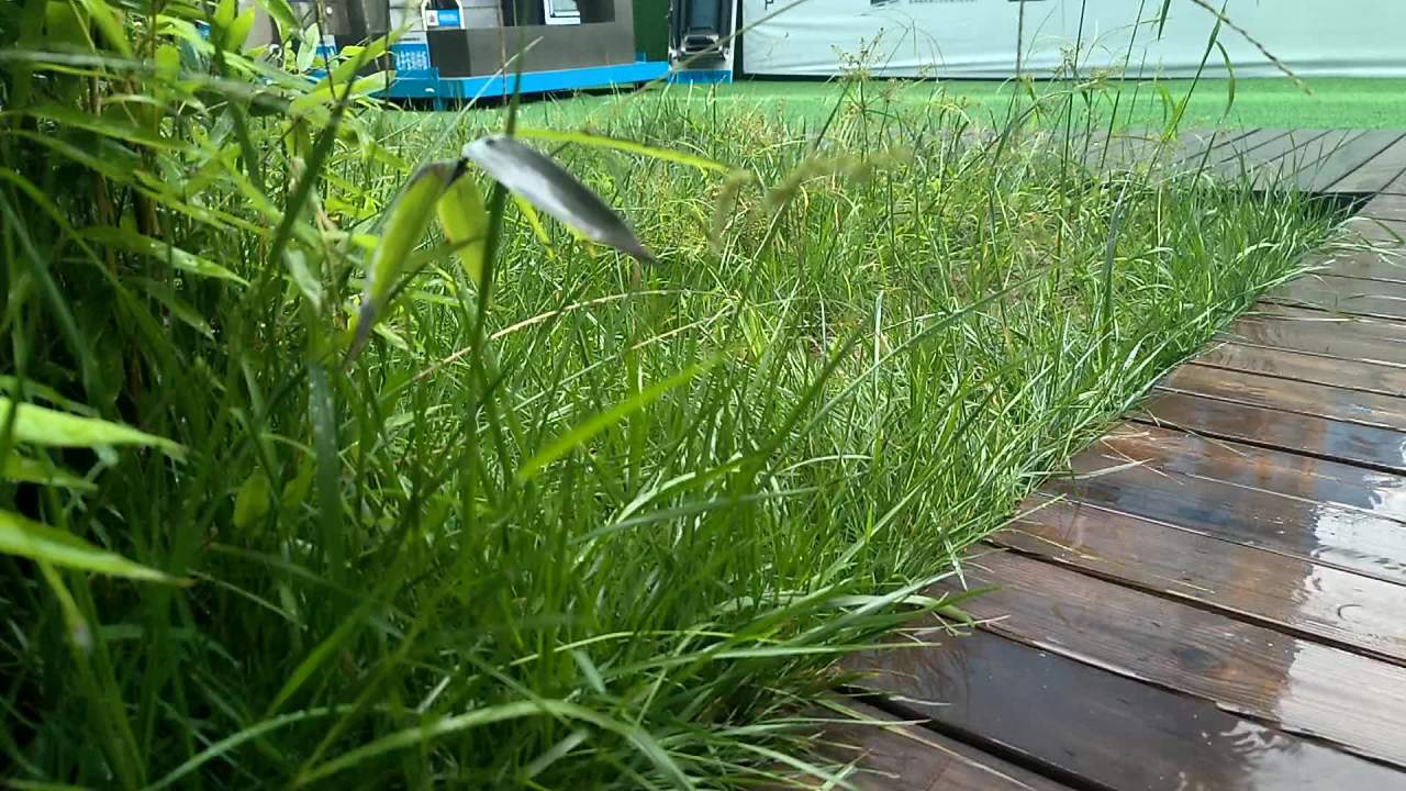 初秋的雨 1