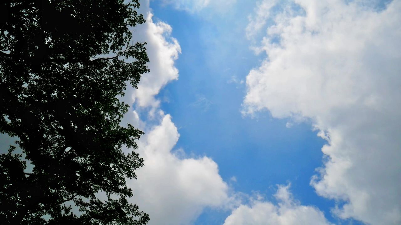公园的蓝天白云和绿树