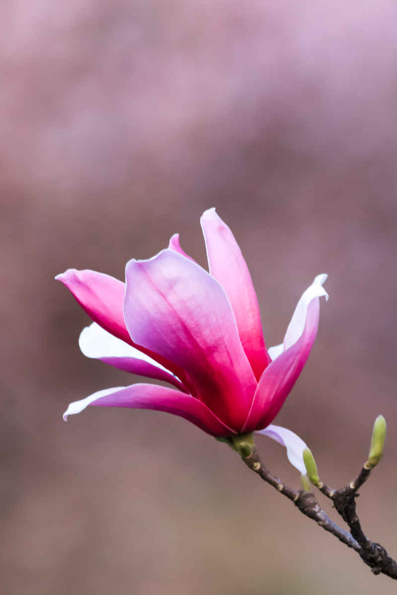 花卉摄影 11