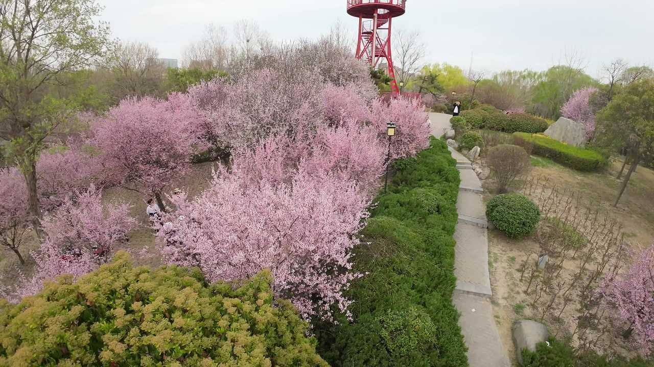 春日樱花盛开的公园