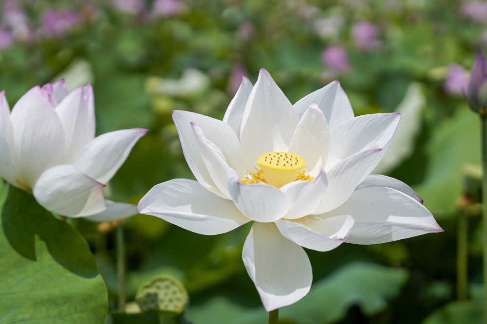 荷花