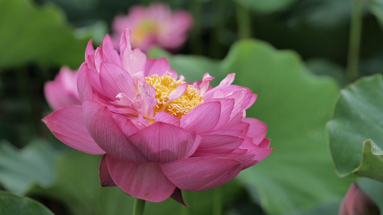荷花 18