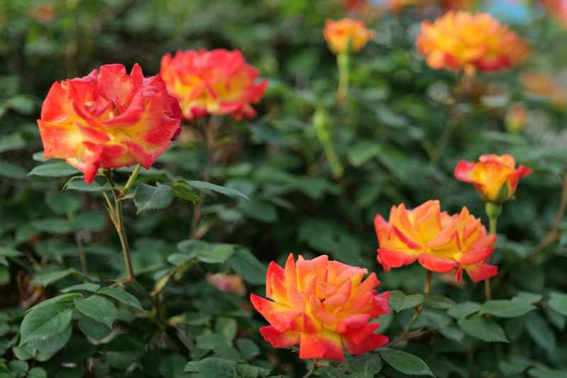 月季花 21