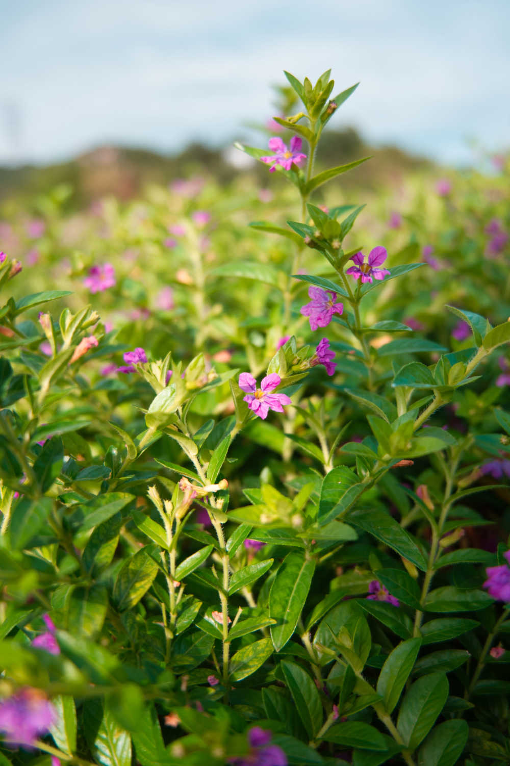 小花