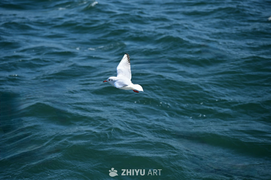 白色海鸥在蔚蓝大海自由飞翔 16